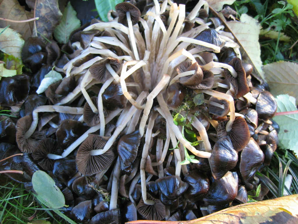 2005 :  Un anno di funghi